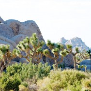 110829 JoshuaTree